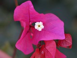 Bougainvillea lila